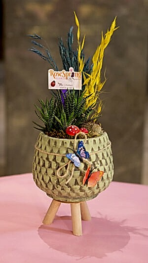 Ayaklı beton saksıda zebra sukulent