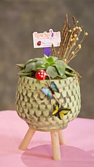 Ayaklı beton saksıda sukulent