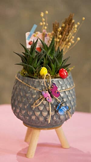 Ayaklı beton saksıda zebra sukulent