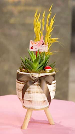 Ayaklı beton saksıda zebra sukulentler