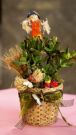 Hasır saksıda crassula ovata