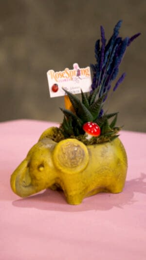 Beton fil saksıda sukulent