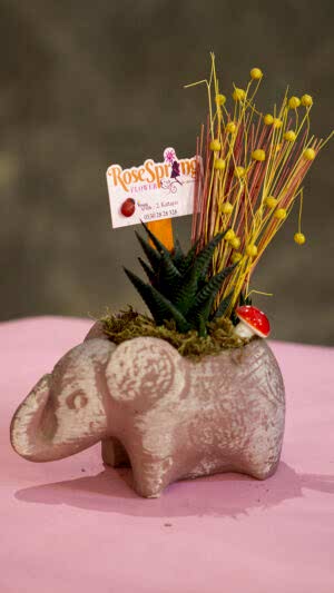 Beton fil saksıda sukulent