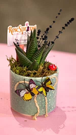 Yeşil seramik saksıda zebra sukulent (10cm yükselik-13 cm çap)