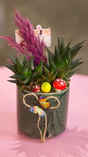 Seramik saksıda çok dallı zebra sukulent (8cm uzunluk-10 cm çap)