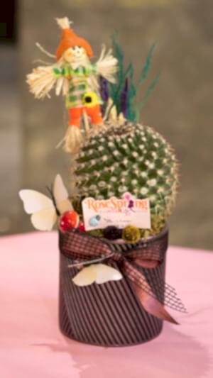 Seramik saksıda top kaktüs