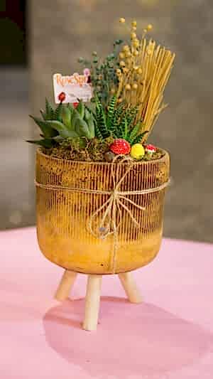 Çizgili beton saksıda sukulentler