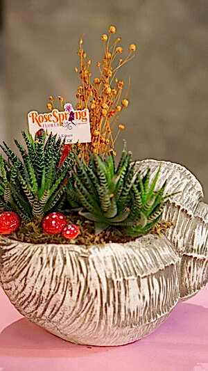 Salyangoz şeklinde saksıda zebra sukulent