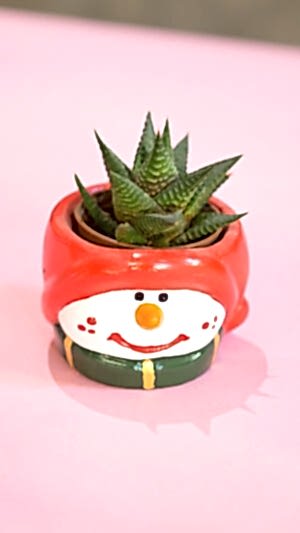 Noel temalı saksıda sukulent