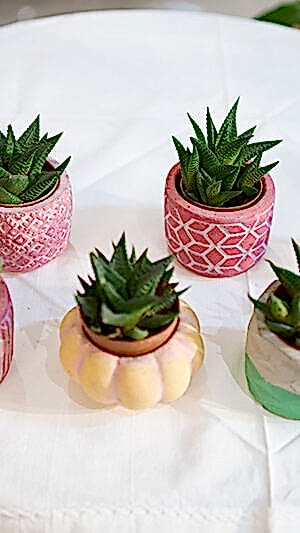 Mini boy zebra sukulent