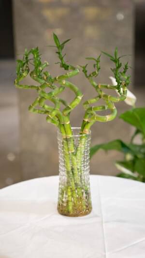 Şans bambusu (50cm-60cm)