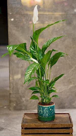 Seramik saksıda barış çiçeği (70cm-90cm)