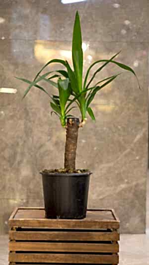 Saksıda yuka çiçeği (50cm-70cm)