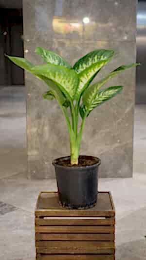 Difenbahya çiçeği (70cm-100cm)