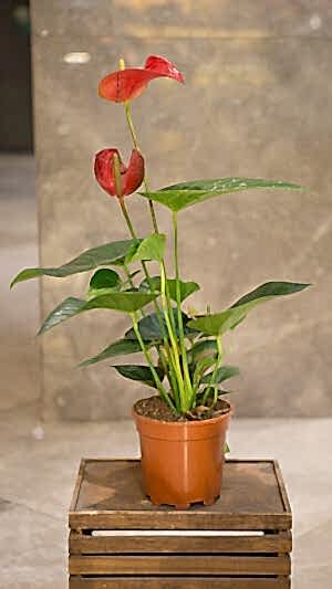 Flamingo çiçeği (Antoryum) büyük boy