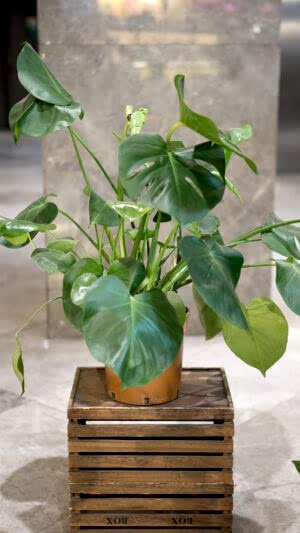 Deve tabanı bitkisi