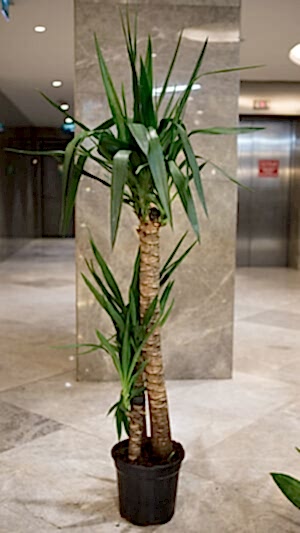 Uzun boylu 3'lü yuka çiçeği