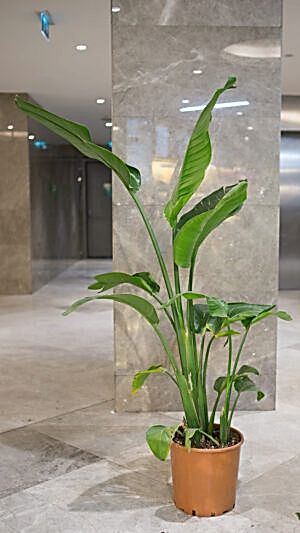 Uzun boylu starliçe bitkisi