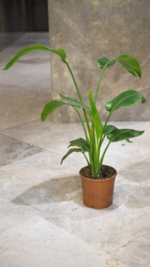 Orta boylu starliçe bitkisi