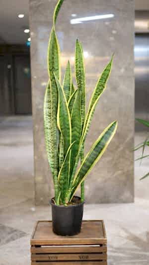 Büyük boy paşa kılıcı bitkisi