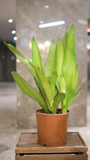 Orta boy paşa kılıcı bitkisi