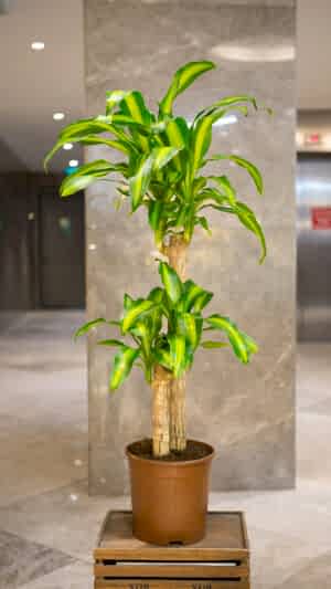 Dracaena Fragrans Bitkisi