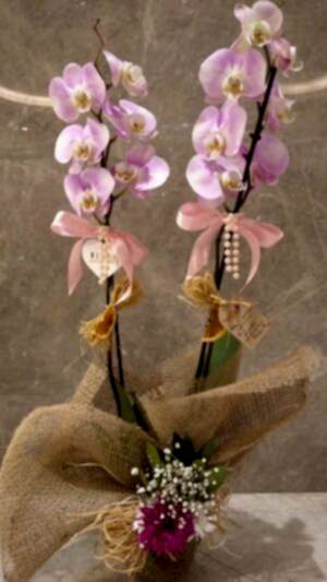 Çift dallı lila zebra orkide