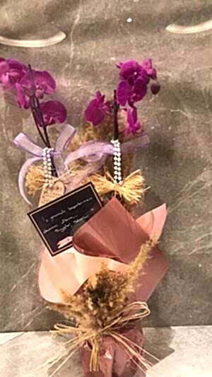 Çift Dallı Mor Orkide