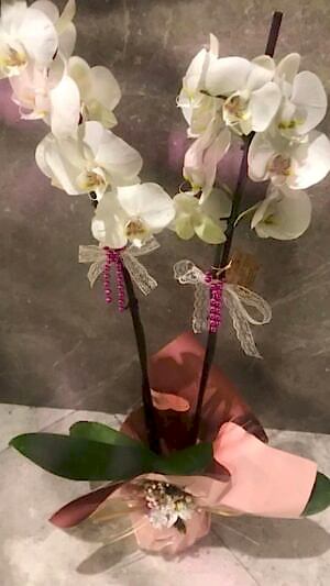 Çit Dallı Beyaz Orkide