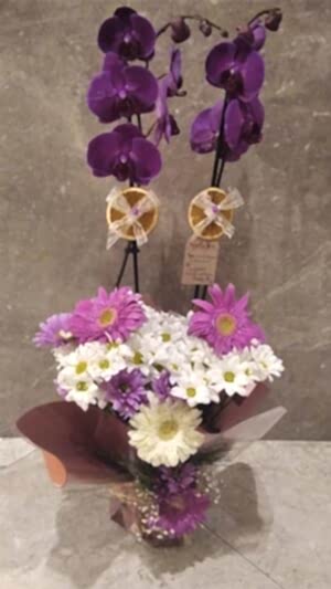 Çift Dallı Mor Orkide, Çiçeklerle Aranjmanlanmış