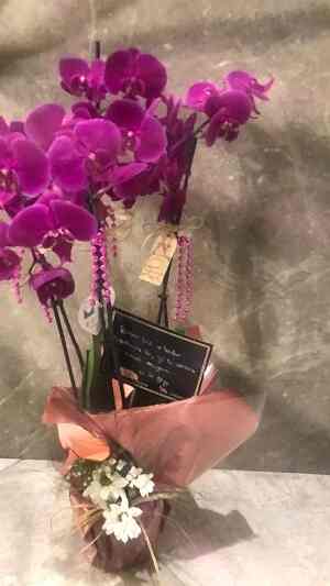 3 Dallı Mor Orkide