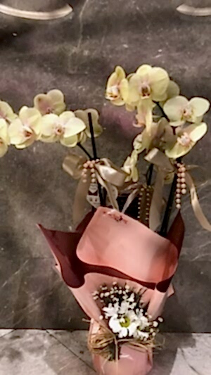 Çift Dallı Krem Rengi Orkide