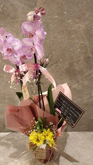 Çift Dallı Pembe Orkide