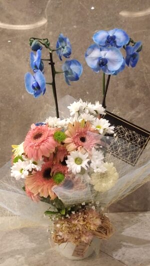 Çift Dallı Mavi Orkide, Çiçeklerle Aranjmanlı