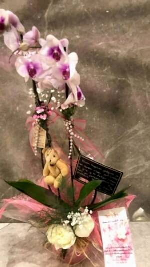 Çift Dallı İçi Pembe Ayıcıklı Beyaz Orkide