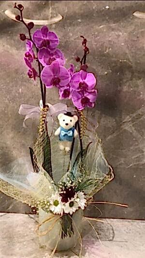 Çift Dallı Mor Orkide ve Ayıcık