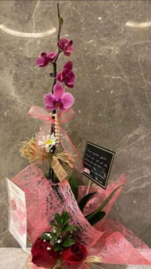 Koyu Pembe Tek Dal Orkide