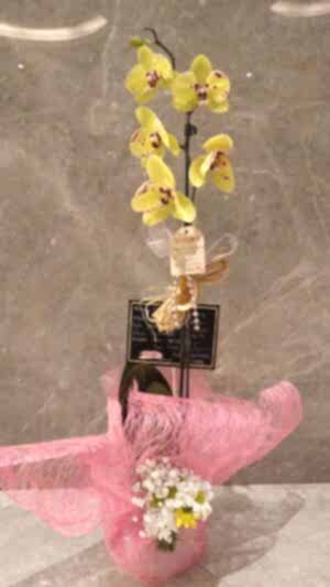 Sarı ve pembe benekli tek dal orkide