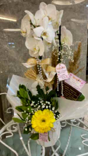 İthal Çift Dallı Beyaz Orkide Kelebek Detaylı