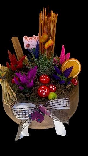 Büyük boy sukülent