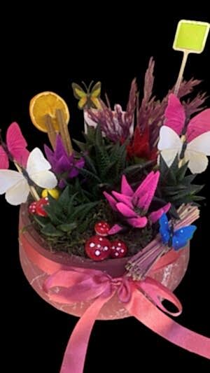 Kelebekli büyük boy sukülent