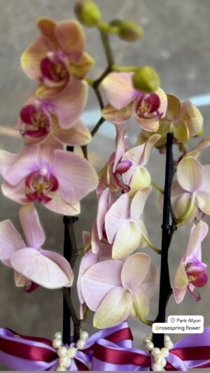 Alternative view of Çift Dal İthal Orkide