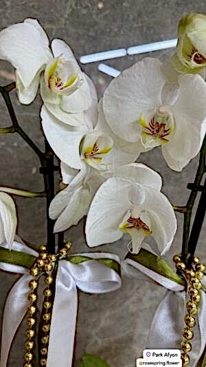 Alternative view of Çift dal ithal orkide