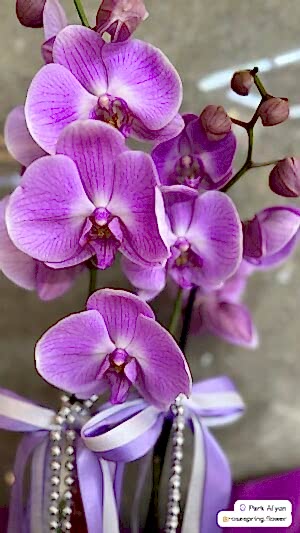 Çift Dal İthal Orkide