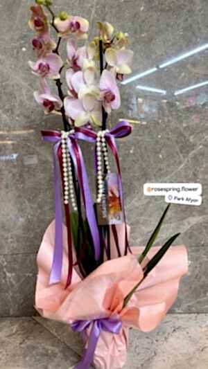 Çift Dal İthal Orkide