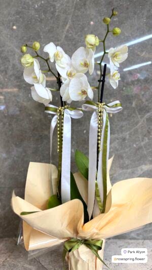 Çift dal ithal orkide