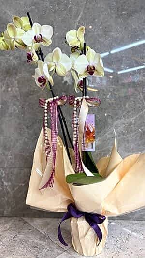 Çift Dal İthal Orkide