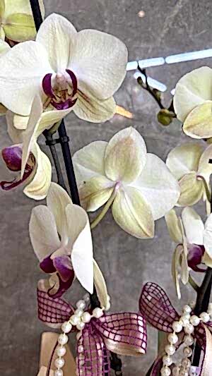 Alternative view of Çift Dal İthal Orkide